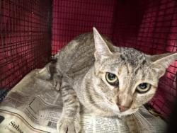 Shelter Stray Female Cat last seen , 957 N Gaffey St, San Pedro, CA 90731, USA