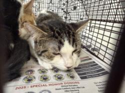 Shelter Stray Male Cat last seen , 957 N Gaffey St, San Pedro, CA 90731, USA
