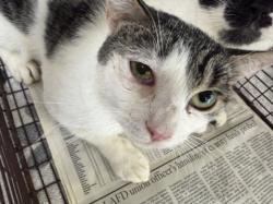 Shelter Stray Male Cat last seen , 957 N Gaffey St, San Pedro, CA 90731, USA