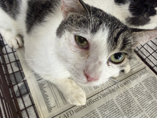 Shelter Stray Male Cat last seen , 957 N Gaffey St, San Pedro, CA 90731, USA