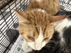 Shelter Stray Male Cat last seen , 957 N Gaffey St, San Pedro, CA 90731, USA