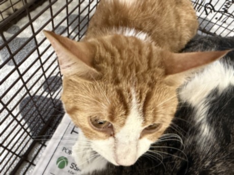 Shelter Stray Male Cat last seen , 957 N Gaffey St, San Pedro, CA 90731, USA