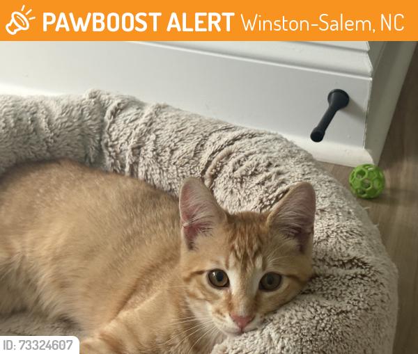 Found/Stray Male Cat last seen Radford between Reynolda Rd and Waterford Rd (McDonalds and Starbucks/Dioli's Italian Mkt.), Winston-Salem, NC 27106