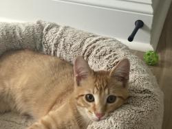 Found/Stray Male Cat last seen Radford between Reynolda Rd and Waterford Rd (McDonalds and Starbucks/Dioli's Italian Mkt.), Winston-Salem, NC 27106