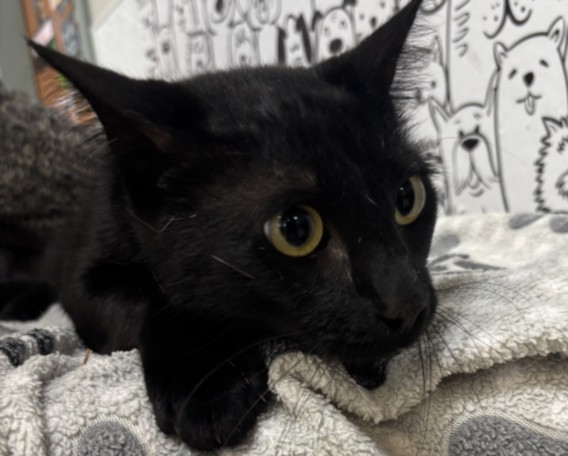 Shelter Stray Male Cat last seen , 957 N Gaffey St, San Pedro, CA 90731, USA