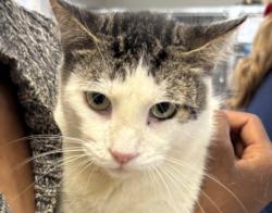 Shelter Stray Male Cat last seen , 957 N Gaffey St, San Pedro, CA 90731, USA