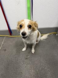 Shelter Stray Female Dog last seen RAY RD AND MCQUEEN RD, 1920 S Lewis, Mesa, AZ 85210, USA