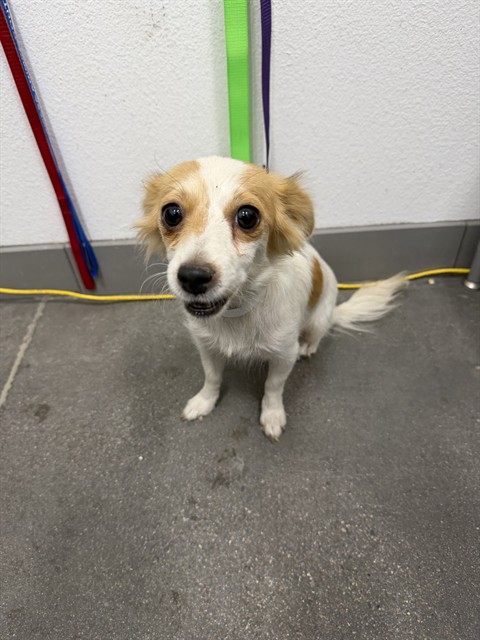 Shelter Stray Female Dog last seen RAY RD AND MCQUEEN RD, 1920 S Lewis, Mesa, AZ 85210, USA