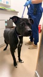 Shelter Stray Male Dog last seen E STOCKTON BLVD / ELK GROVE FLORIN RD, 9150 Union Park Way, Elk Grove, CA 95624, USA