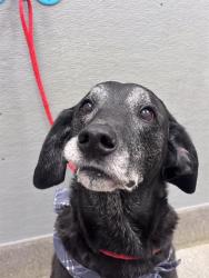 Shelter Stray Male Dog last seen W ANN RD | N COMMERCE ST, 655 N Mojave Rd, Las Vegas, NV 89101, USA