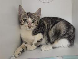 Shelter Stray Female Cat last seen Near BLOCK 64TH AVE S, KENT WA 98032, 21615 64th Ave S, Kent, WA 98032, USA
