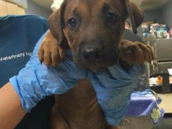 Shelter Stray Female Dog last seen Near BLOCK LEE RD, PERRIS CA 92570, 6851 Van Buren Boulevard, Jurupa Valley, CA 92509, USA