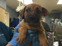Shelter Stray Male Dog last seen Near BLOCK LEE RD, PERRIS CA 92570, 6851 Van Buren Boulevard, Jurupa Valley, CA 92509, USA