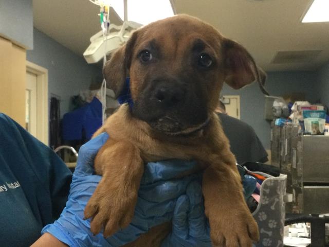 Shelter Stray Male Dog last seen Near BLOCK LEE RD, PERRIS CA 92570, 6851 Van Buren Boulevard, Jurupa Valley, CA 92509, USA