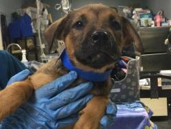 Shelter Stray Male Dog last seen Near BLOCK LEE RD, PERRIS CA 92570, 6851 Van Buren Boulevard, Jurupa Valley, CA 92509, USA