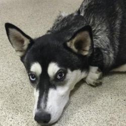Shelter Stray Female Dog last seen Near BLOCK ADRIANA AVE, RIVERSIDE CA 92505, 6851 Van Buren Boulevard, Jurupa Valley, CA 92509, USA