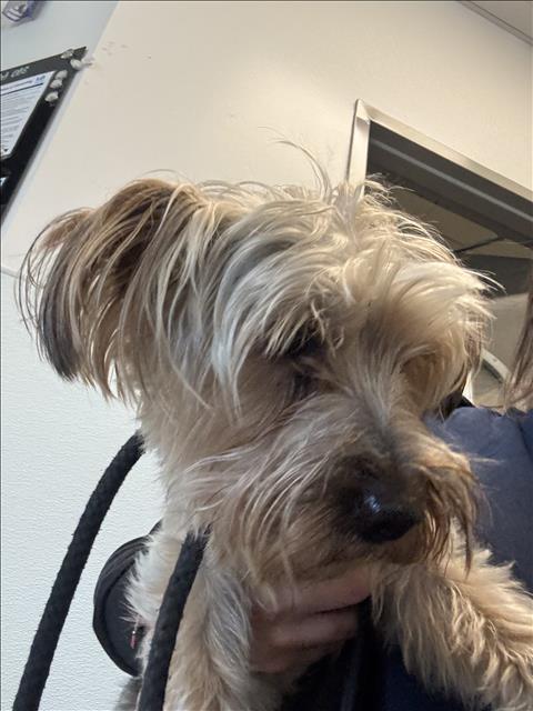 Shelter Stray Unknown Dog last seen , 11361 W Pico Blvd, Los Angeles, CA 90064, USA