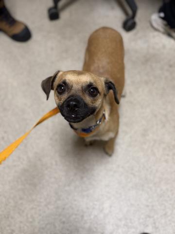 Shelter Stray Male Dog last seen Near BLOCK GAIL DR, JURUPA VALLEY CA 92509, 6851 Van Buren Boulevard, Jurupa Valley, CA 92509, USA