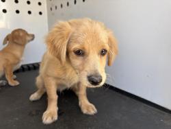 Shelter Stray Female Dog last seen Near BLOCK MOUNTAIN AVE, PERRIS, CA, 6851 Van Buren Boulevard, Jurupa Valley, CA 92509, USA