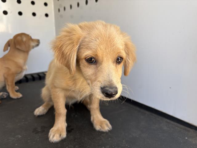 Shelter Stray Female Dog last seen Near BLOCK MOUNTAIN AVE, PERRIS, CA, 6851 Van Buren Boulevard, Jurupa Valley, CA 92509, USA