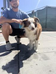 Reunited Unknown Dog last seen Hornblend & Lamont, San Diego, CA 92109