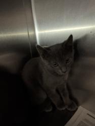 Shelter Stray Unknown Cat last seen , 11361 W Pico Blvd, Los Angeles, CA 90064, USA