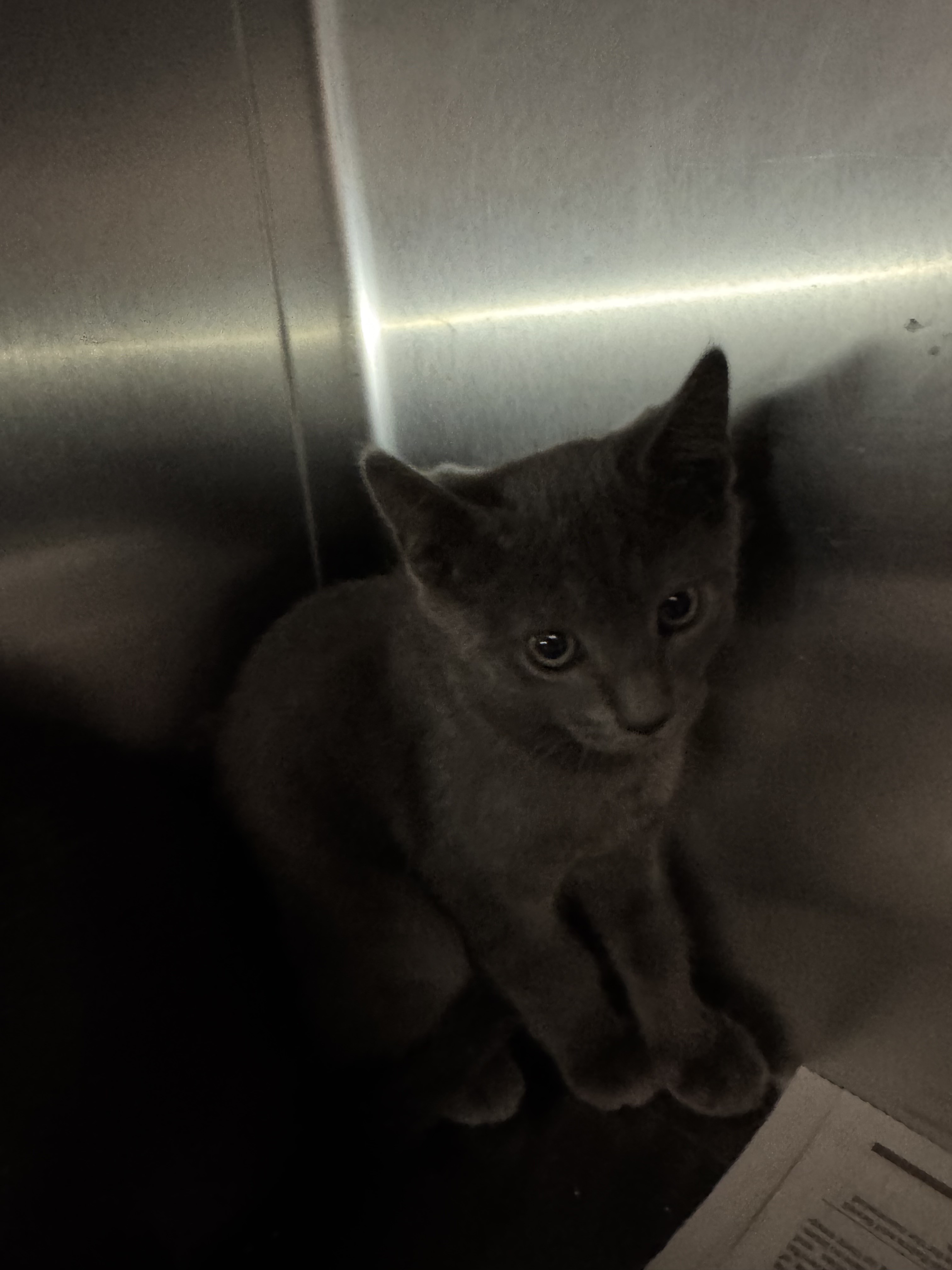 Shelter Stray Unknown Cat last seen , 11361 W Pico Blvd, Los Angeles, CA 90064, USA