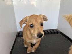 Shelter Stray Male Dog last seen Near BLOCK MOUNTAIN AVE, PERRIS, CA, 6851 Van Buren Boulevard, Jurupa Valley, CA 92509, USA