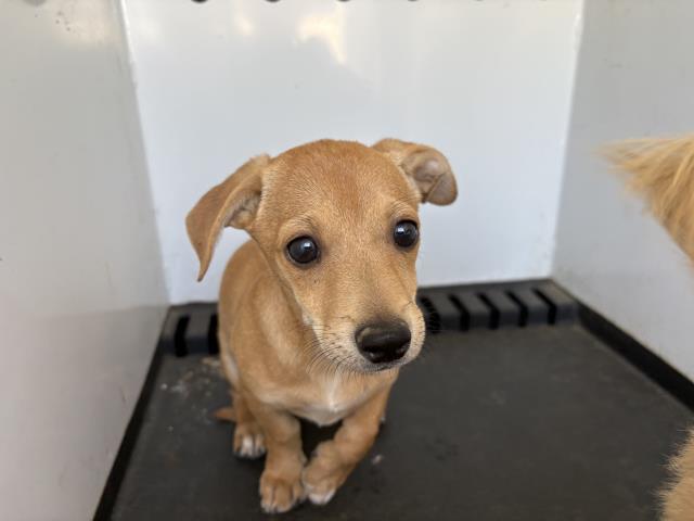 Shelter Stray Male Dog last seen Near BLOCK MOUNTAIN AVE, PERRIS, CA, 6851 Van Buren Boulevard, Jurupa Valley, CA 92509, USA