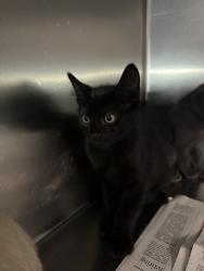 Shelter Stray Unknown Cat last seen , 11361 W Pico Blvd, Los Angeles, CA 90064, USA