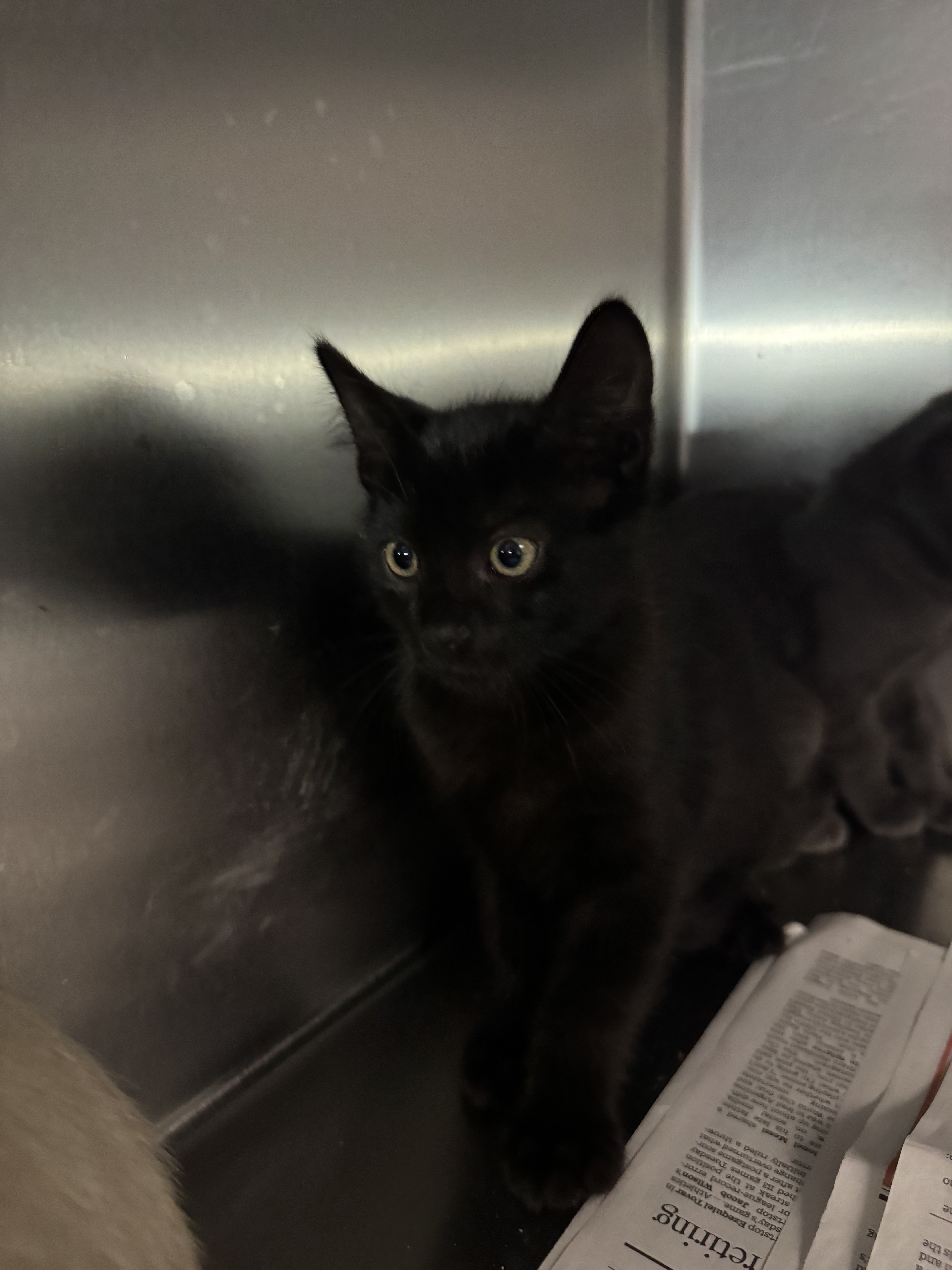 Shelter Stray Unknown Cat last seen , 11361 W Pico Blvd, Los Angeles, CA 90064, USA