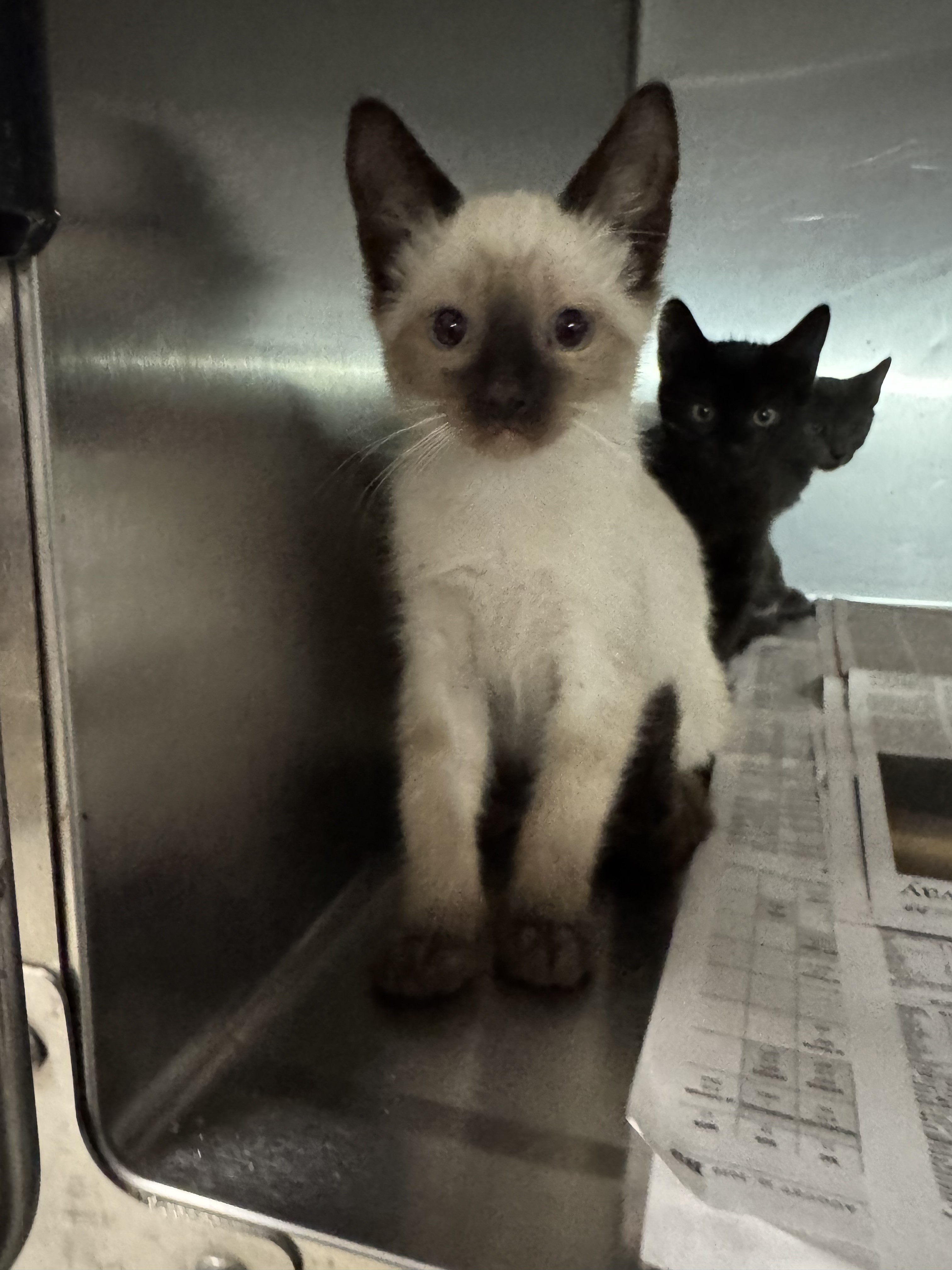 Shelter Stray Unknown Cat last seen , 11361 W Pico Blvd, Los Angeles, CA 90064, USA