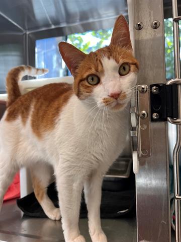 Shelter Stray Male Cat last seen Near BLOCK QUEBEC ST, 12155 Park Blvd, Brighton, CO 80601, USA