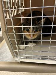 Shelter Stray Female Cat last seen Near BLOCK QUEBEC ST, 12155 Park Blvd, Brighton, CO 80601, USA