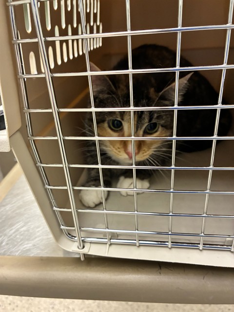 Shelter Stray Female Cat last seen Near BLOCK QUEBEC ST, 12155 Park Blvd, Brighton, CO 80601, USA
