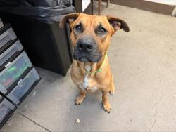 Shelter Stray Male Dog last seen , 4000 N Silverbell Rd, Tucson, AZ 85745, USA