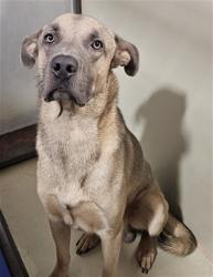 Shelter Stray Male Dog last seen Near BLOCK FRANCIS ST, BAKERSFIELD CA 93308, 3951 Fruitvale Ave, Bakersfield, CA 93308, USA