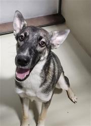 Shelter Stray Female Dog last seen Near BLOCK WOODROW AVE, BAKERSFIELD CA 93308, 3951 Fruitvale Ave, Bakersfield, CA 93308, USA