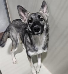 Shelter Stray Female Dog last seen Near BLOCK WOODROW AVE, BAKERSFIELD CA 93308, 3951 Fruitvale Ave, Bakersfield, CA 93308, USA