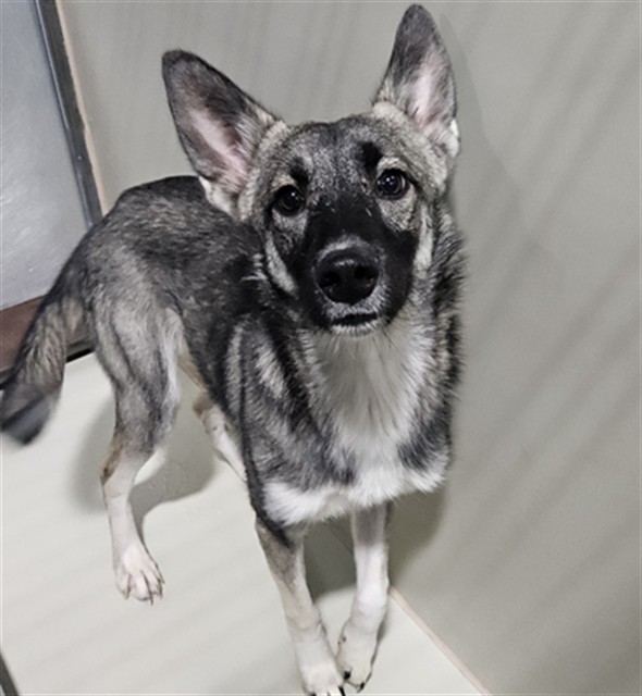 Shelter Stray Female Dog last seen Near BLOCK WOODROW AVE, BAKERSFIELD CA 93308, 3951 Fruitvale Ave, Bakersfield, CA 93308, USA