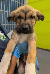Shelter Stray Male Dog last seen Near BLOCK LONE BUTTE RD, MOJAVE CA 93501, 3951 Fruitvale Ave, Bakersfield, CA 93308, USA