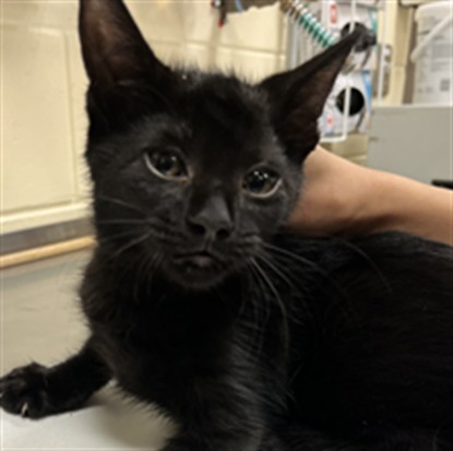 Shelter Stray Male Cat last seen , 232 Eslinger Way, Sanford, FL 32773, USA