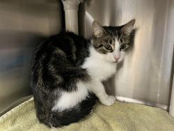 Shelter Stray Female Cat last seen , 232 Eslinger Way, Sanford, FL 32773, USA