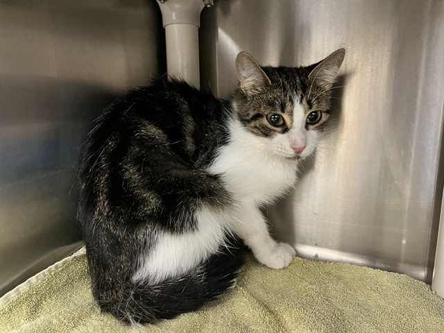 Shelter Stray Female Cat last seen , 232 Eslinger Way, Sanford, FL 32773, USA