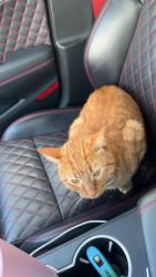 Lost Male Cat last seen Neighborhood, Otsego, MN 55301