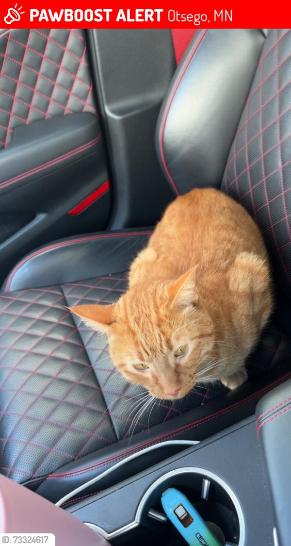 Lost Male Cat last seen Neighborhood, Otsego, MN 55301