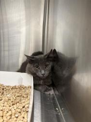 Shelter Stray Female Cat last seen Near, 2600 S Harding St, Indianapolis, IN 46221, USA