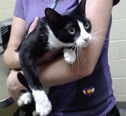 Shelter Stray Female Cat last seen Near BLOCK S TEJON ST, DENVER CO 80223, 1241 W Bayaud Ave, Denver, CO 80223, USA
