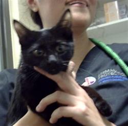 Shelter Stray Male Cat last seen Near BLOCK S FEDERAL BLVD, DENVER CO 80219, 1241 W Bayaud Ave, Denver, CO 80223, USA