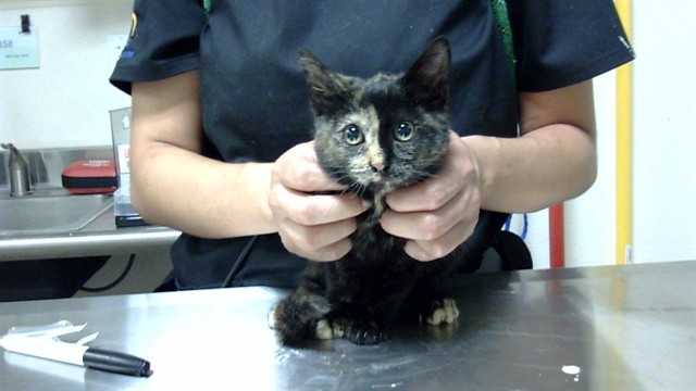 Shelter Stray Female Cat last seen Near BLOCK S FEDERAL BLVD, DENVER CO 80219, 1241 W Bayaud Ave, Denver, CO 80223, USA